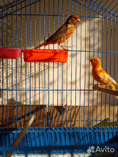 Кенара и канарейки