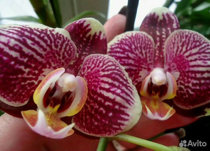 Орхидея фаленопсис бронь до завтра