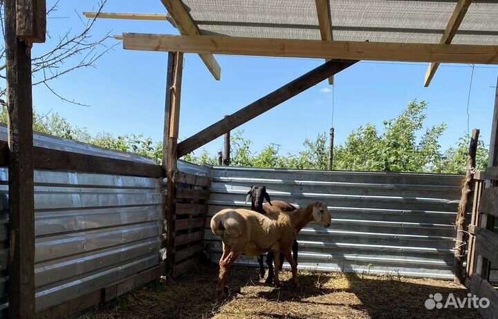 Ягнята баранчики