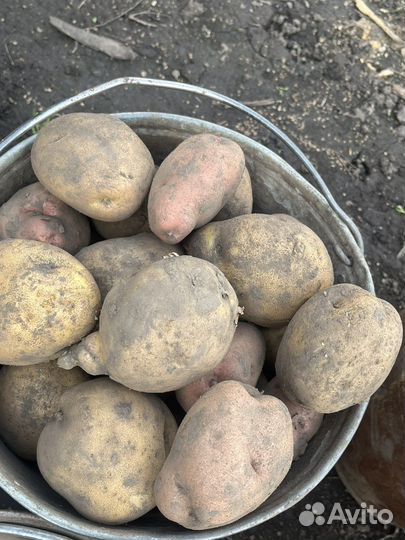 Домашний картофель