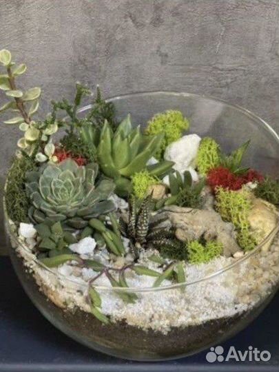 Растения, цветы, семена, флорариум
