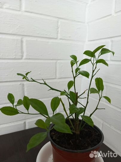 Мирт, лимон, мурайя, лавр, олеандр, гипиаструм