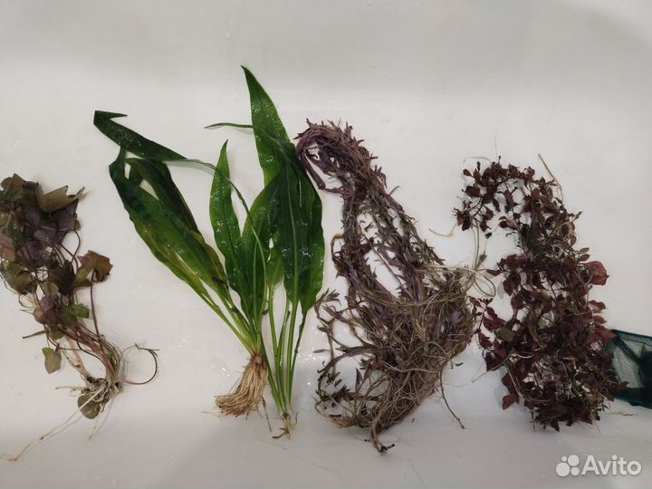 Аквариумное растение