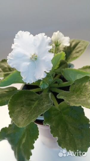 Сортовые фиалки