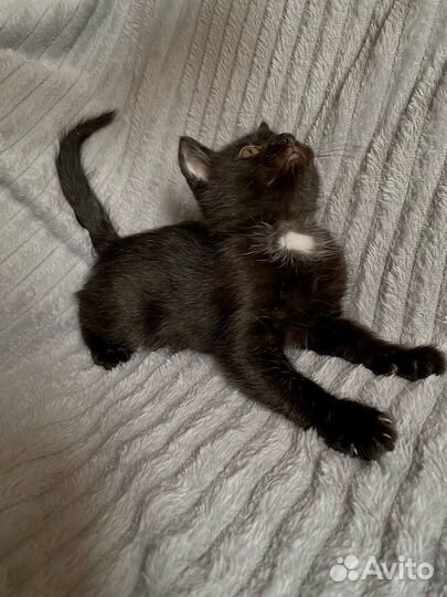 Котята отдам в добрые руки бесплатно
