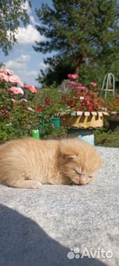 Котёнок ищет дом, очень хороший