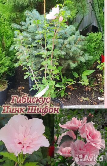 Гибискус Древовидный Шифон Махровый