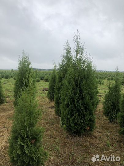 Туя Брабант 1,5 м