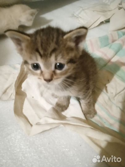 Котята в добрые руки даром бесплатно