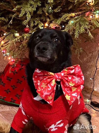 Новогодние рожки бабочка шапочки и бантик заколка