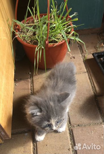 Котята 1,5 мес