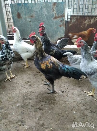 Молодые петушки