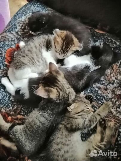 Кошки в добрые руки бесплатно
