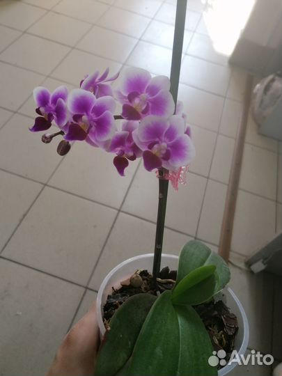 Орхидея Пинк Джессика