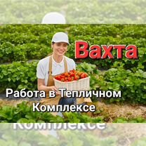 Вахтовый метод работы. Работа в самаре женщины вахта. Вахта без опыта. Вахта без опыта. Вахтовый метод работы.