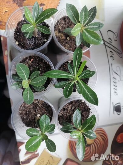 Адениум микс