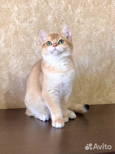 Котята золотая шиншилла