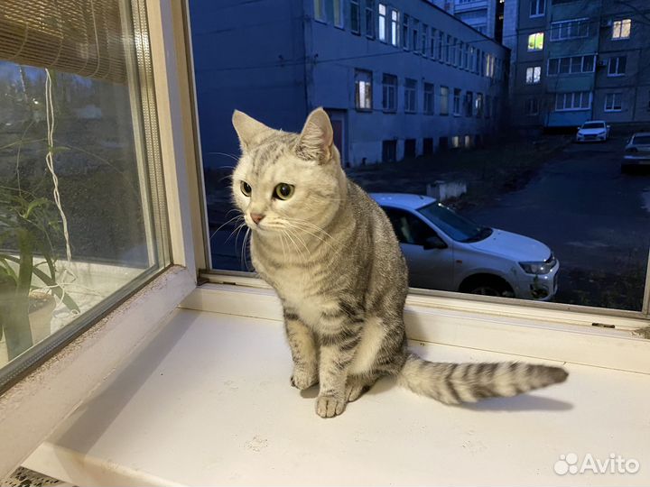Найдена британская кошка