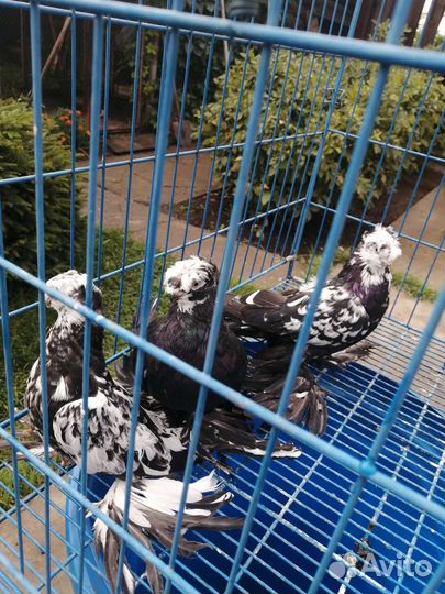 Голуби узбекские