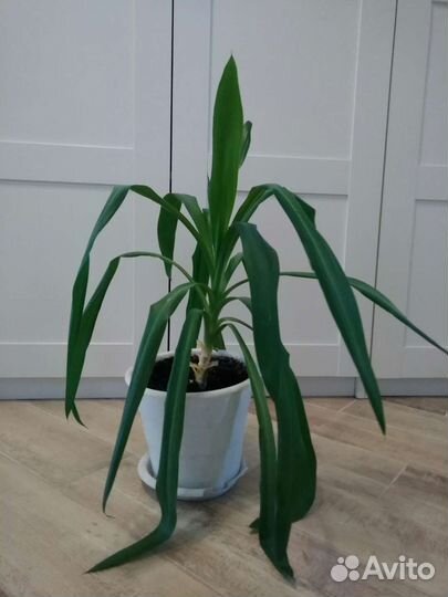 Пальма Юкка, детки