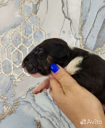 Щенки бультерьера