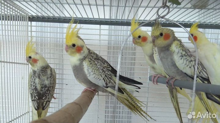 Попугай карелла птенцы