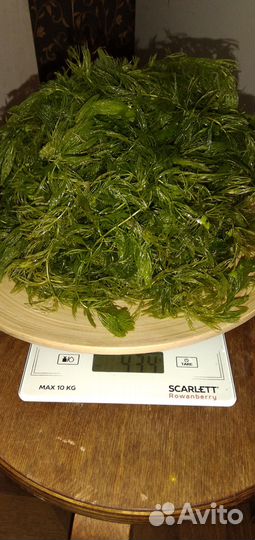 Роголистник пушистый