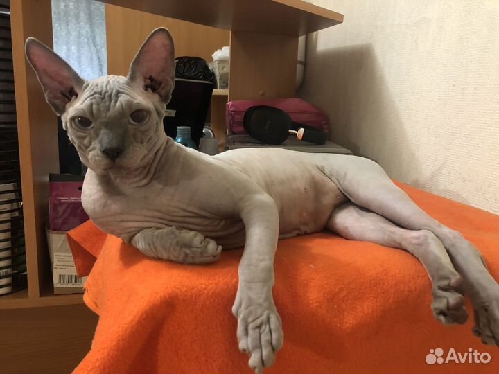 Канадский сфинкс эльф вязка