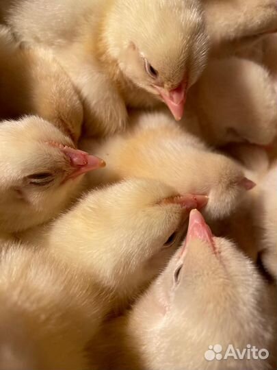 Цыплята суточные Кобб 700