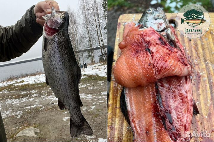 Свежая красная рыба, Форель охлажденная / Оптом