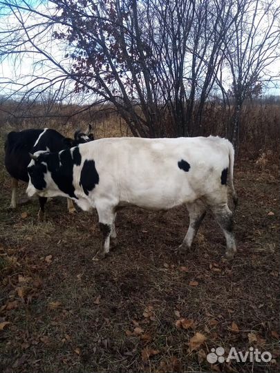 Продаётся бычок