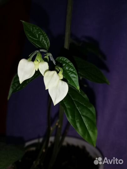 Клеродендрум томсон начало цветения