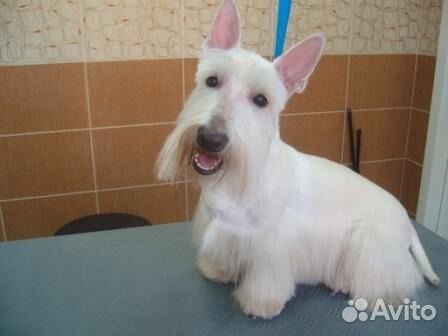 Обрезка когтей.Стрижка собак и кошек. Тримминг