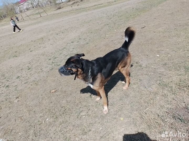 Случка кабеля