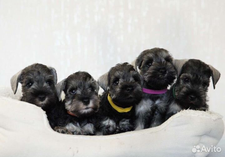 Инструктор по вязке собак