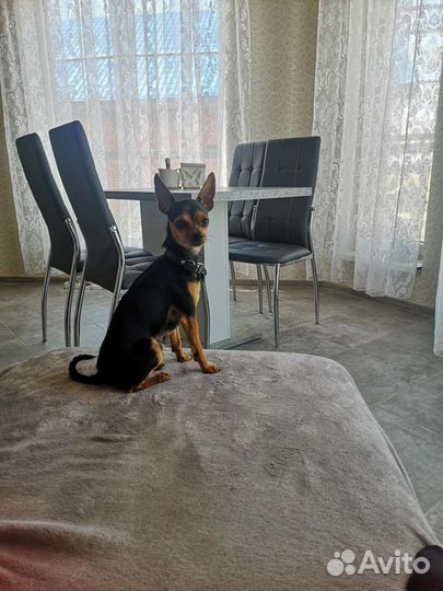 Вязка собак