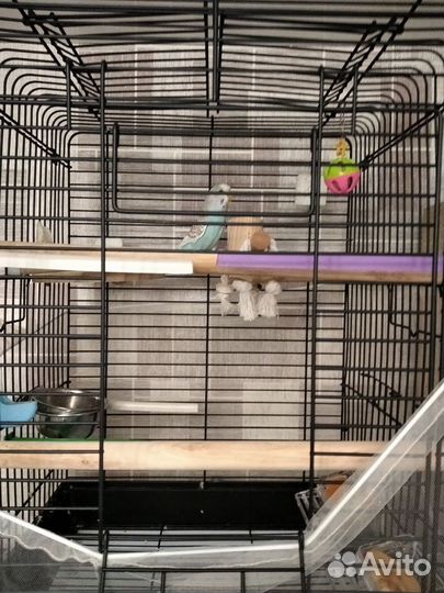 Волнистый попугай с просторной клеткой