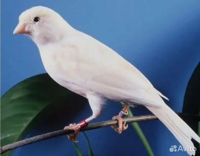 Кенара и канарейки. Певчие птицы