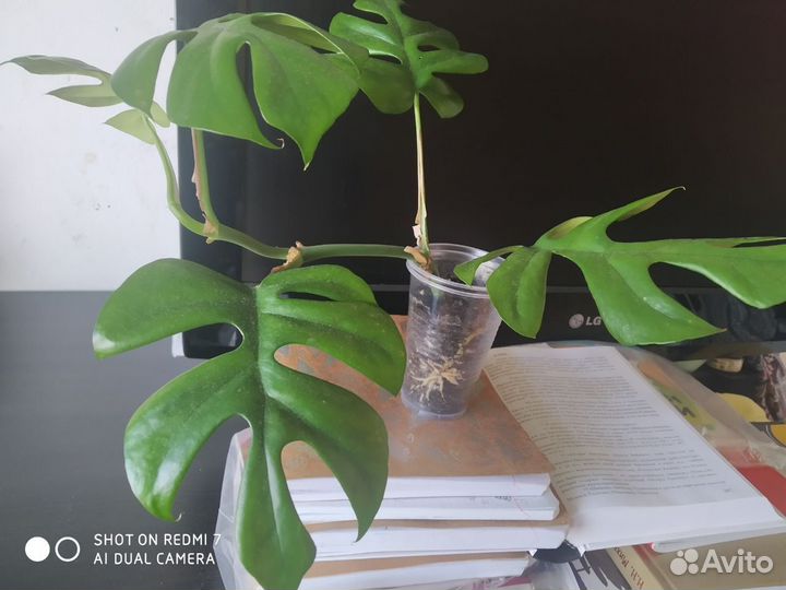 Рафидофора тетрасперма