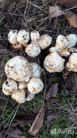 Топинамбур клубни