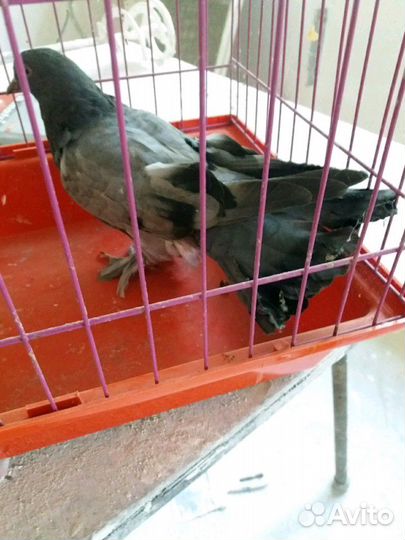 Продам голубей