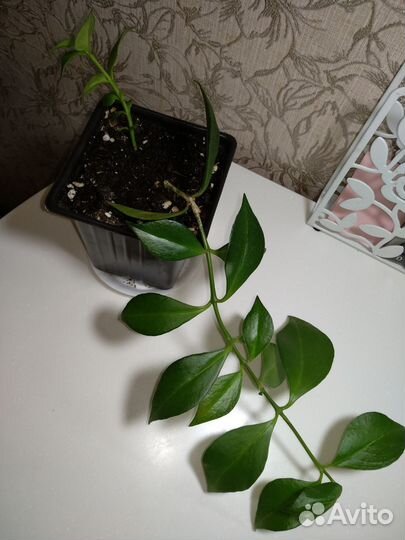 Красивоцветущие комнатные растения