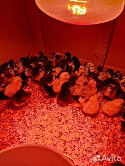 Яйцо для инкубации