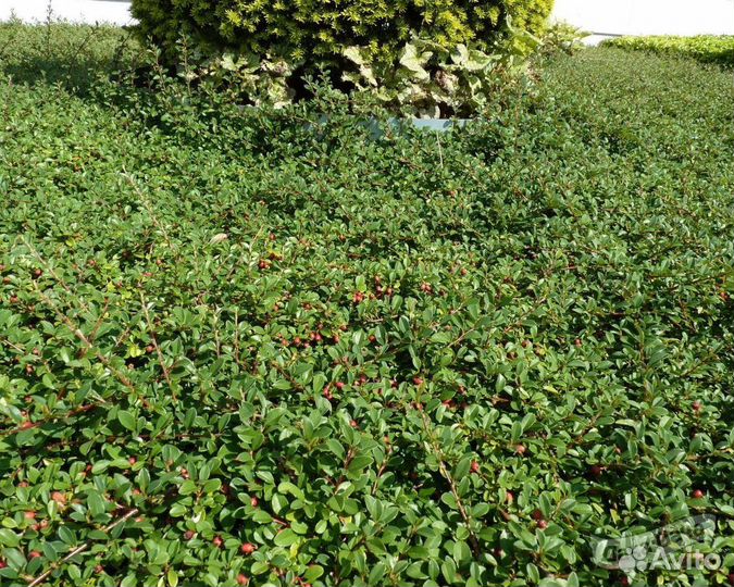 Кизильник горизонтальный