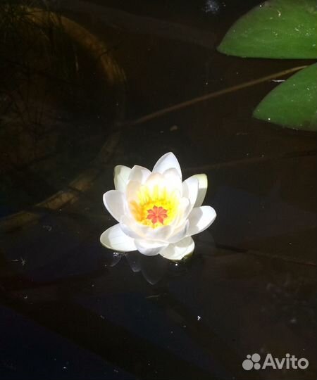 Водяные лилии для пруда