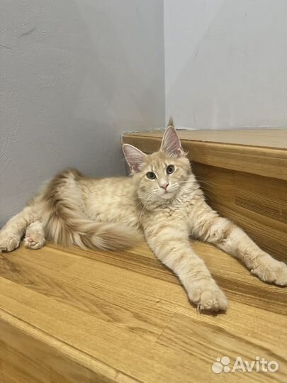 Мейн-кун девочка с документами