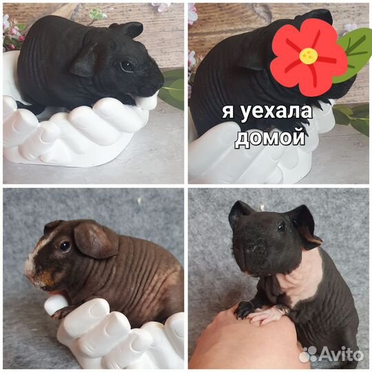 Морские свинки скинни