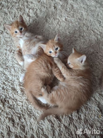 Домашние котята в добрые руки