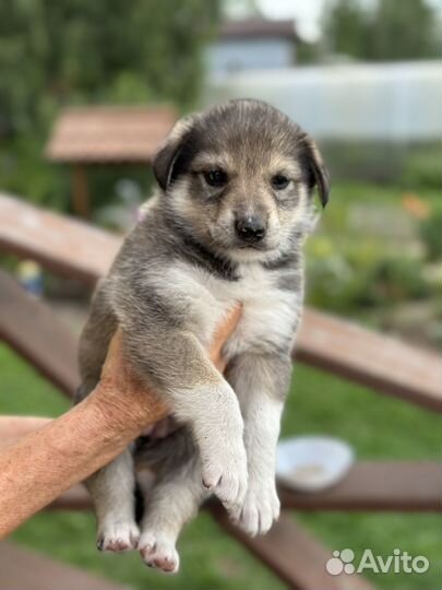 Продам щенка