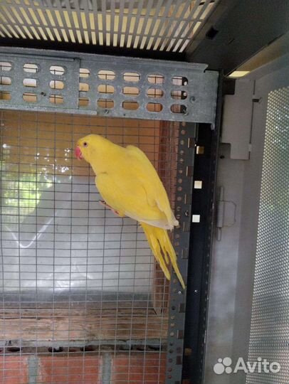 Ожереловый попугай